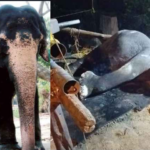 Guruvayoor Devaswat Gajamuttassi Tara fell;  More than 90 years old