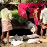 The elephant brought to the festival fell down;  Criticism that they were brought to the festival without giving rest