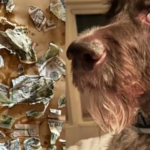 Pet dog chewed up Rs 3.32 lakh hidden in kitchen;  Couple in shock