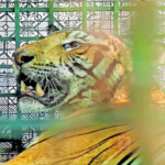 Drugged tiger from Kannur Kotiyur dies: on way to zoo