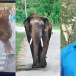 The incident where a wild cat broke the gate of the house and entered the backyard and killed a man!  Karnataka refused to provide the radio collar signal of Katana.