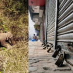 wild boar attack;  UDF calls for hartal, followed by LDF