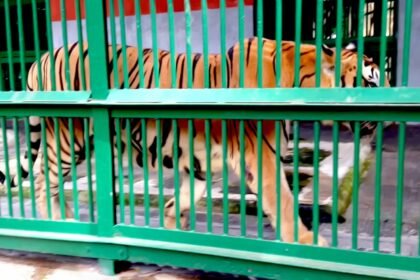 Manu is no more in Thiruvananthapuram Zoo, the oldest tiger died, this is the cause of death