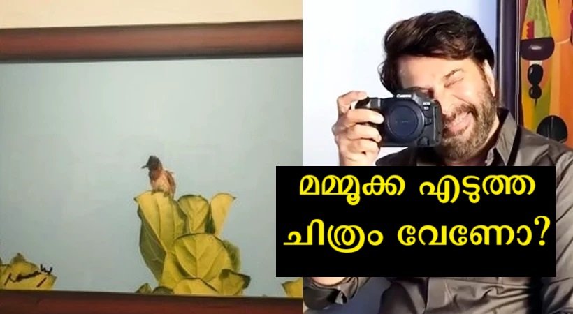 Mammootty's photo auction, don't think you can jump and buy it, fans are shocked to hear the base price