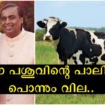 Ambani and his family drink only the milk of this cow, originating in the Netherlands and having a connection with Kerala.