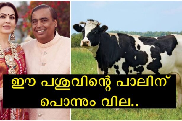 Ambani and his family drink only the milk of this cow, originating in the Netherlands and having a connection with Kerala.