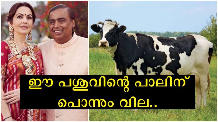 Ambani and his family drink only the milk of this cow, originating in the Netherlands and having a connection with Kerala.
