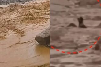 There is a man begging for his life in the mud in front of his eyes, he had floated a little before.  Now it has gone down again. The sight will make your eyes wet